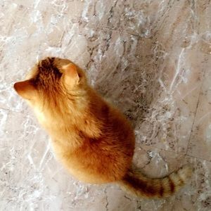 Meet your Posher, Ray